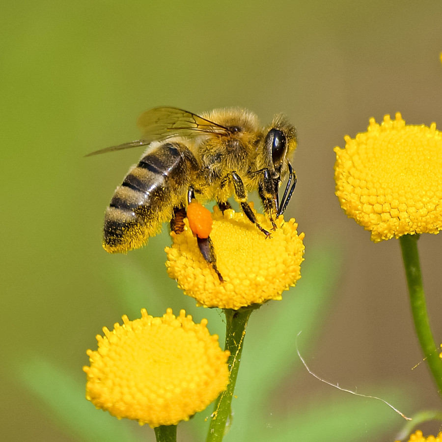 abejas