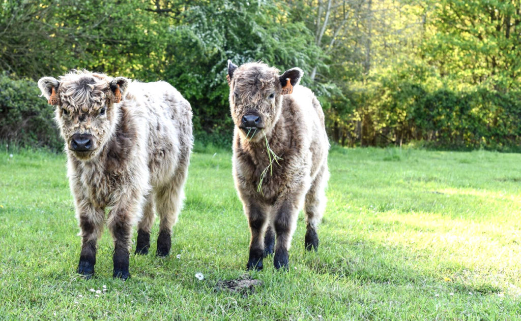 Regenerative Grazing